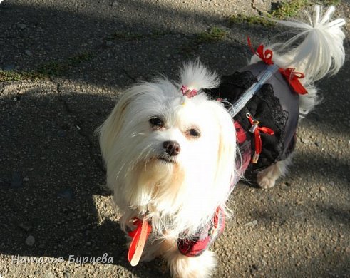 Построение базовой выкройки для моделирования и шитья одежды для собак.